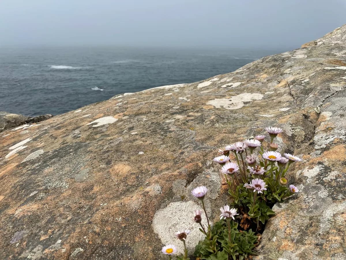 Seaside daisy (Erigeron glaucus)