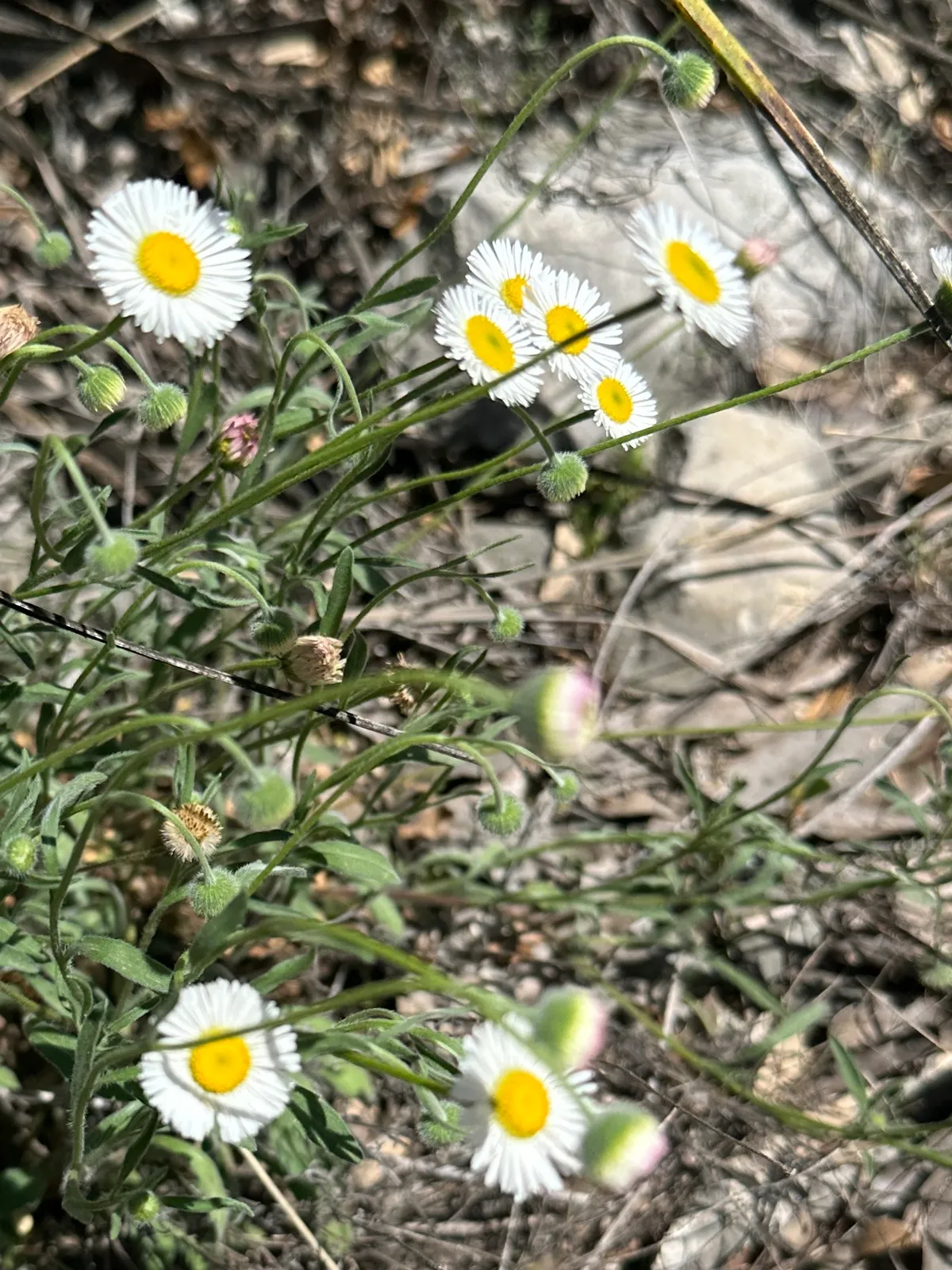 Prairie Fleabane (Erigeron modestus)