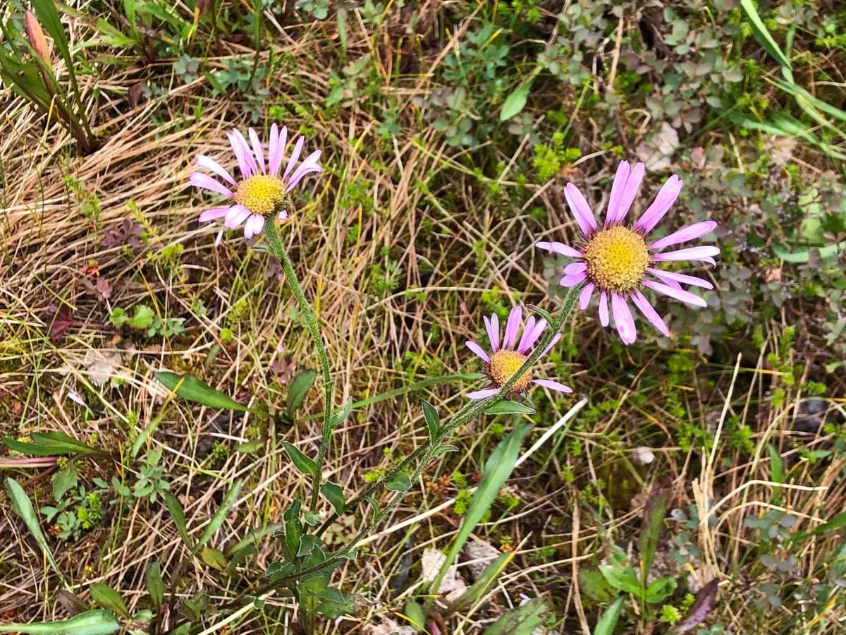 Subalpine Fleabane (Erigeron peregrinus)