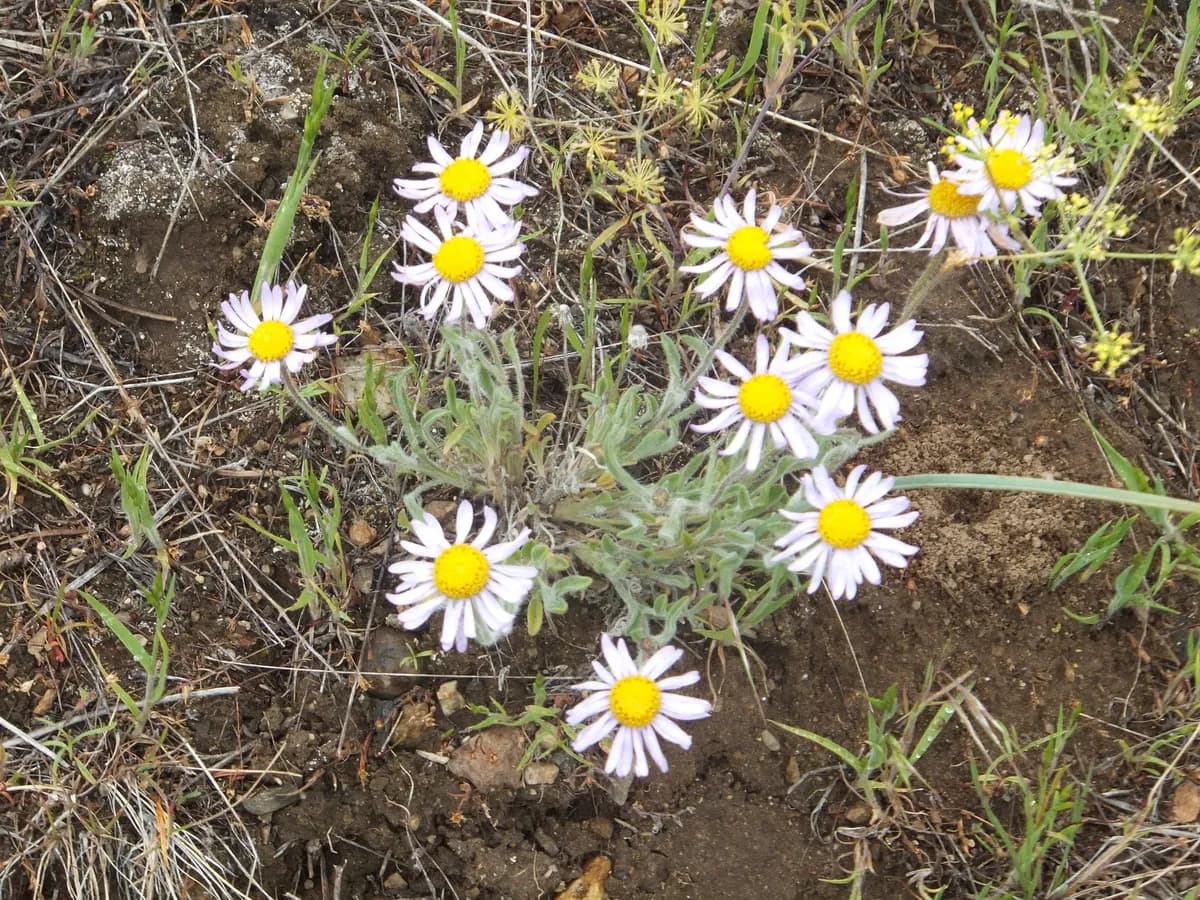 Cushion Daisy (Erigeron poliospermus)