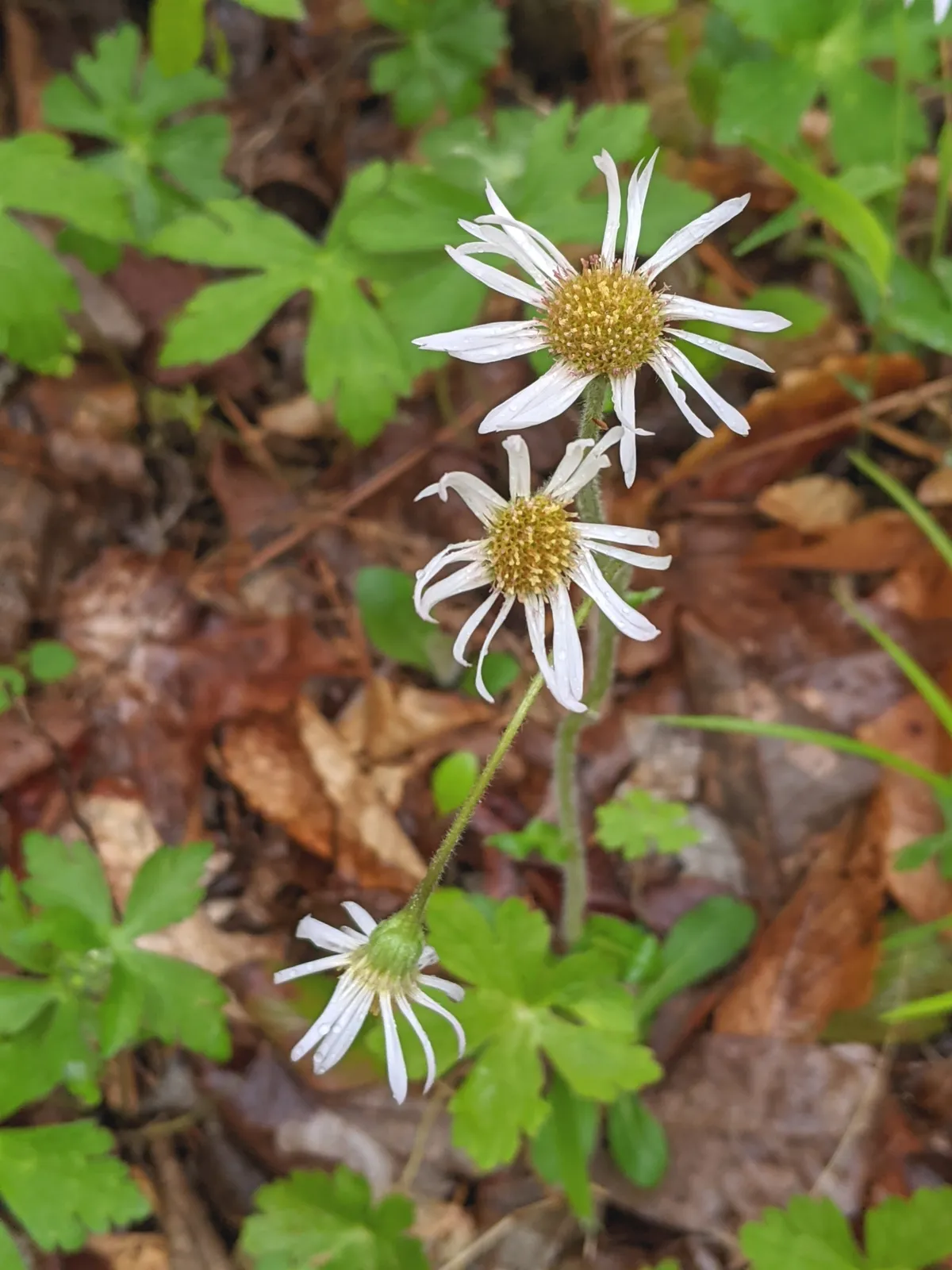 Robin's Plantain (Erigeron pulchellus)