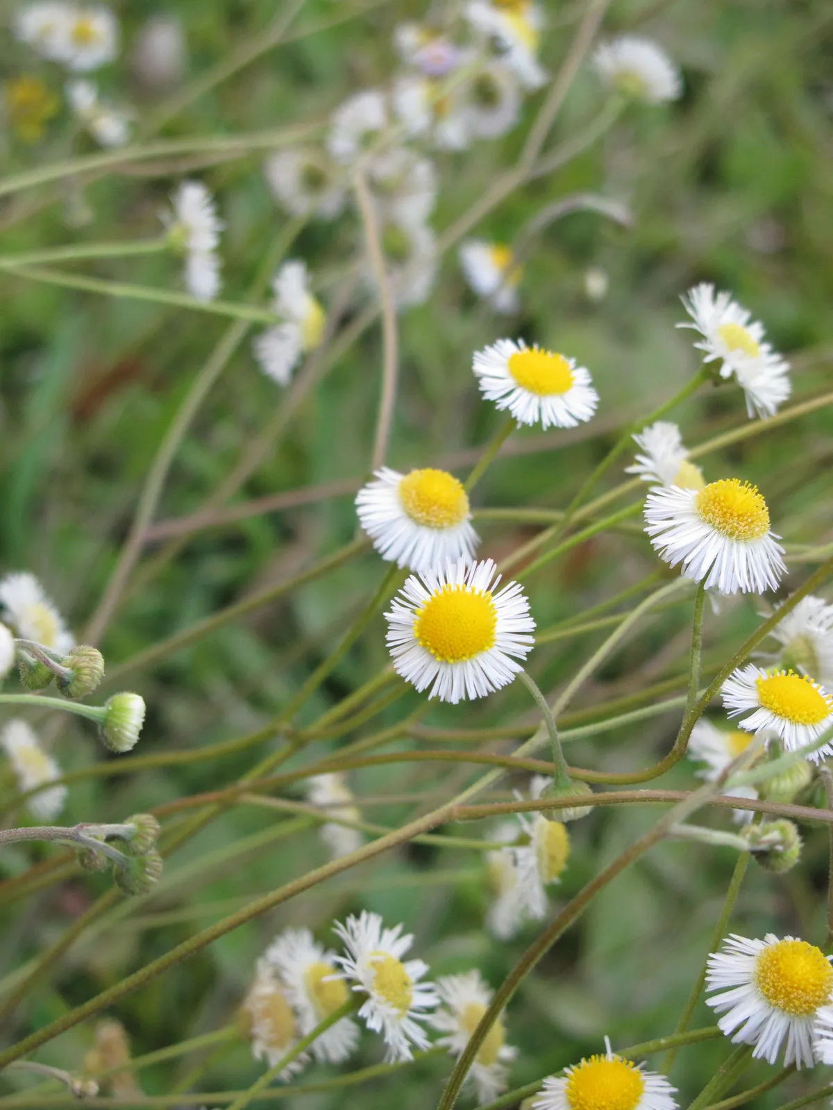 Oakleaf Fleabane (Erigeron quercifolius)