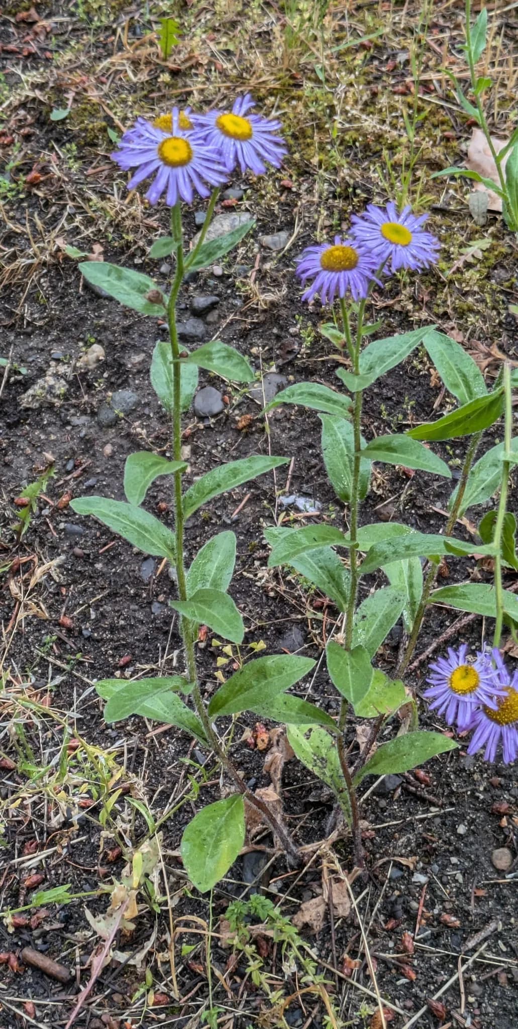 Aspen daisy (Erigeron speciosus)