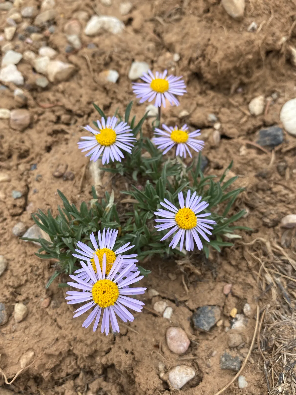Bear River Fleabane (Erigeron ursinus)