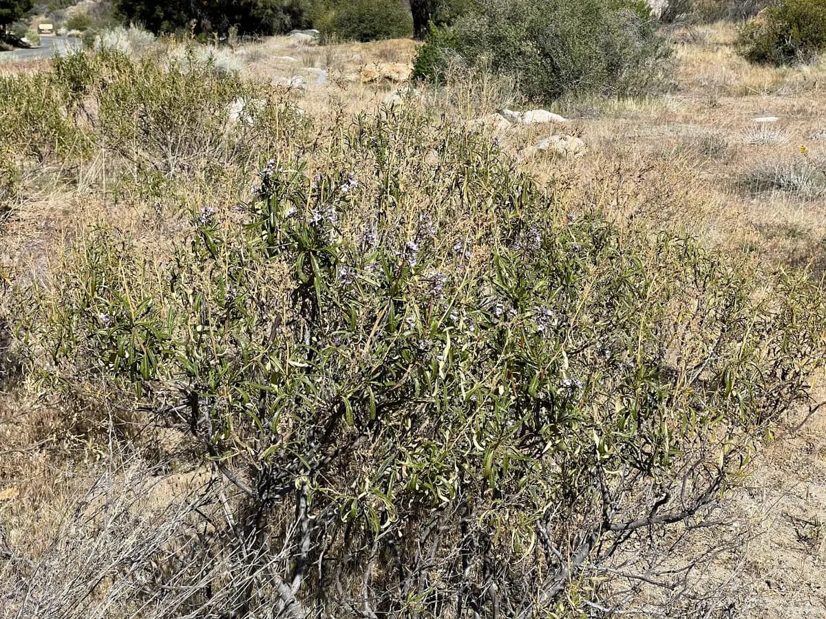 California Yerba Santa (Eriodictyon californicum)
