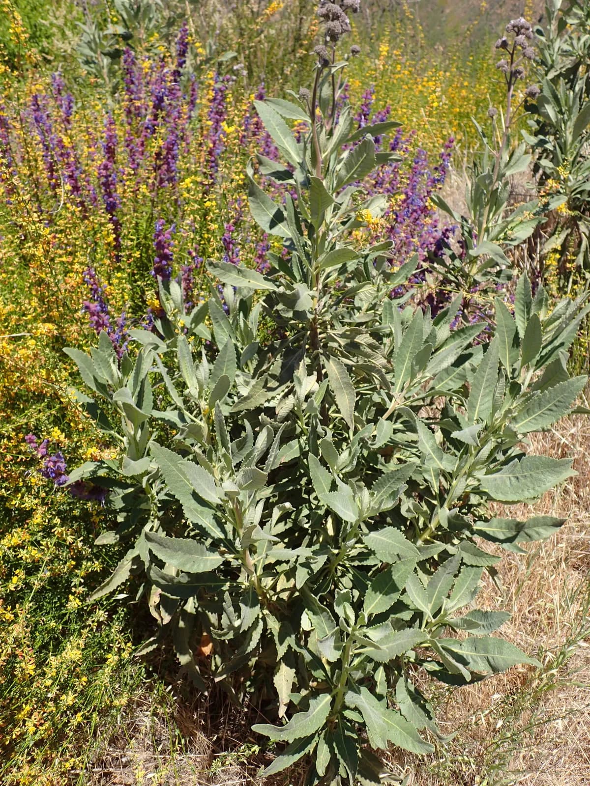 Thick-leaf yerba-santa (Eriodictyon crassifolium)