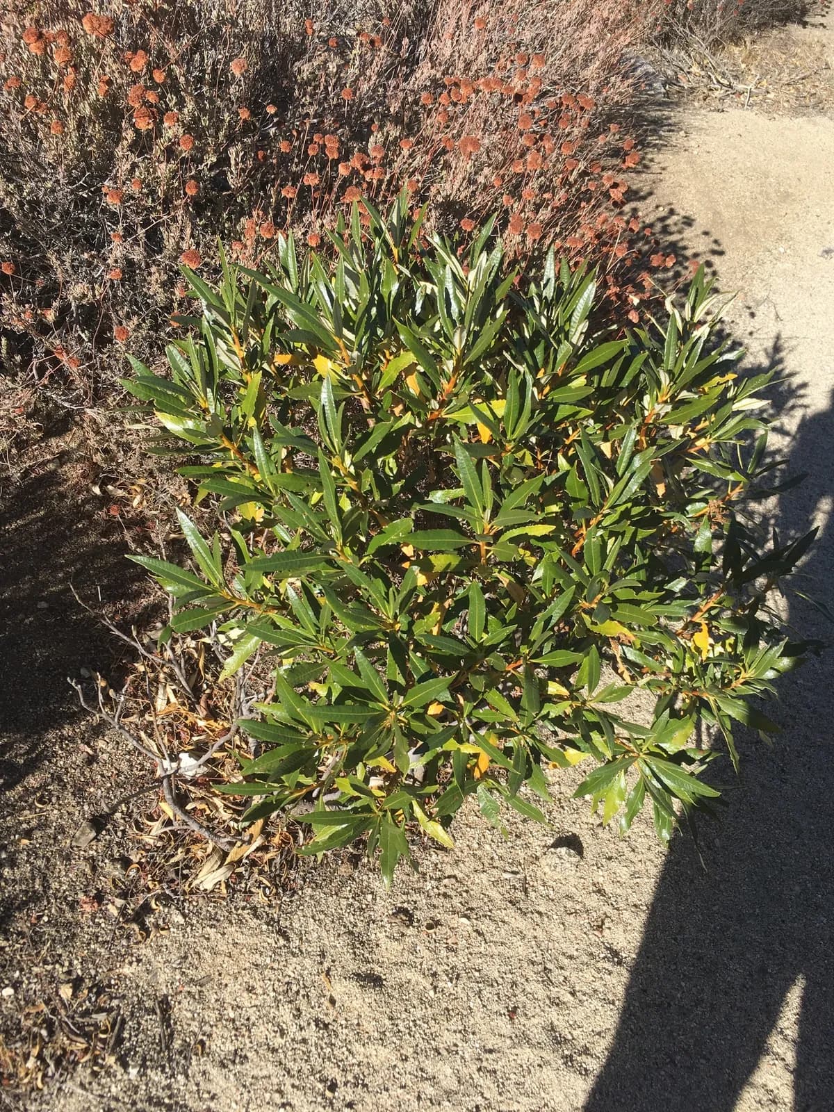 Hairy yerba santa (Eriodictyon trichocalyx)