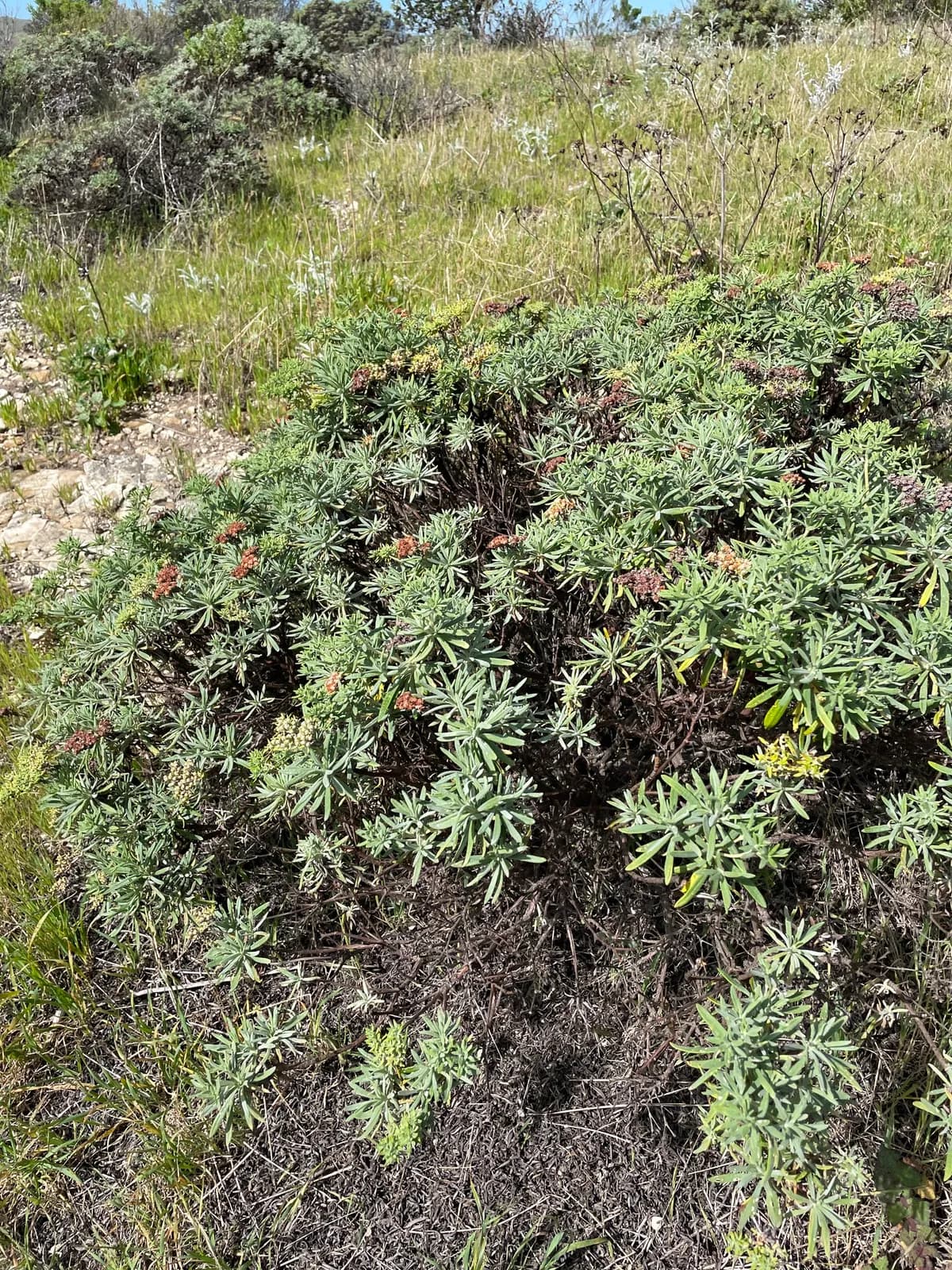 Island Buckwheat (Eriogonum arborescens)
