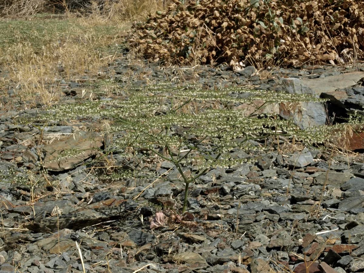 Parry's Buckwheat (Eriogonum brachypodum)