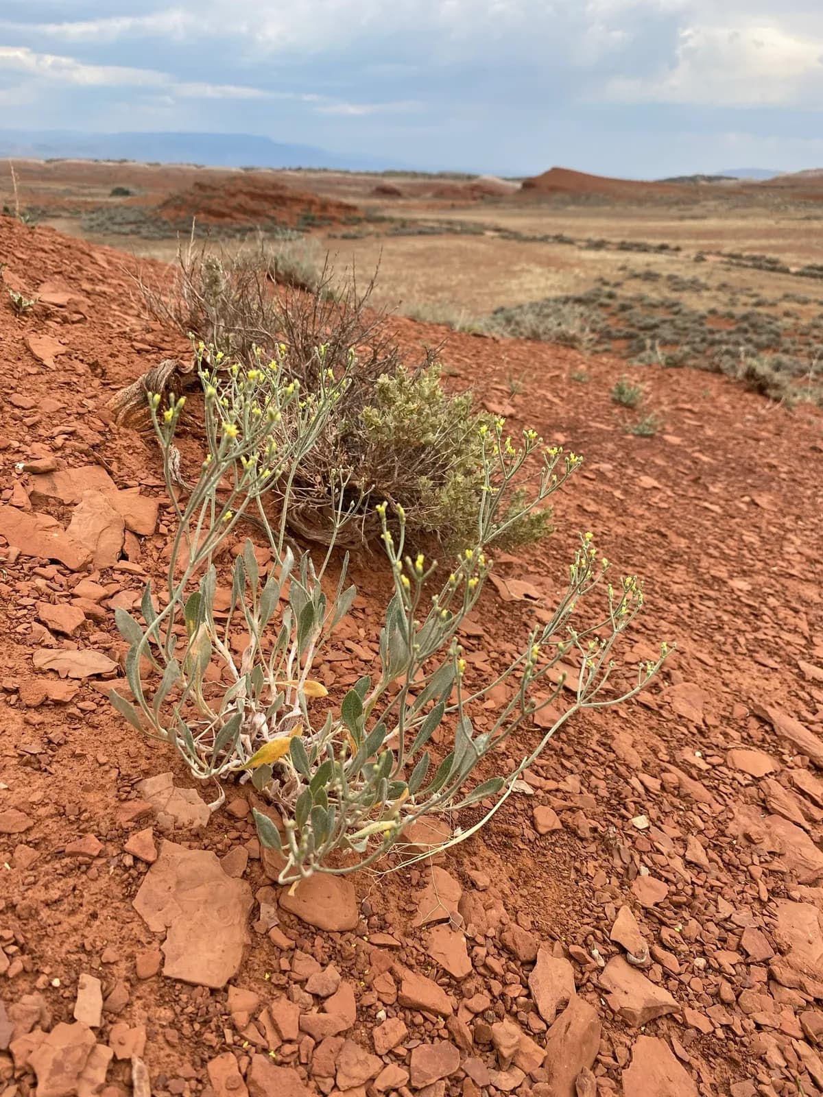 Shortstem Buckwheat (Eriogonum brevicaule)