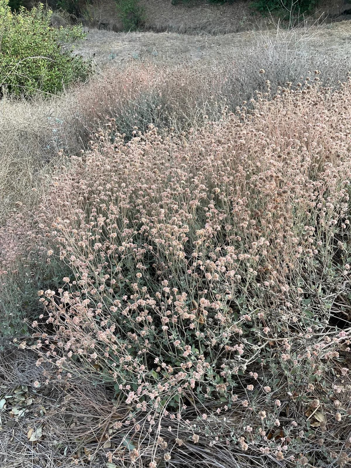 Coastal Buckwheat (Eriogonum cinereum)