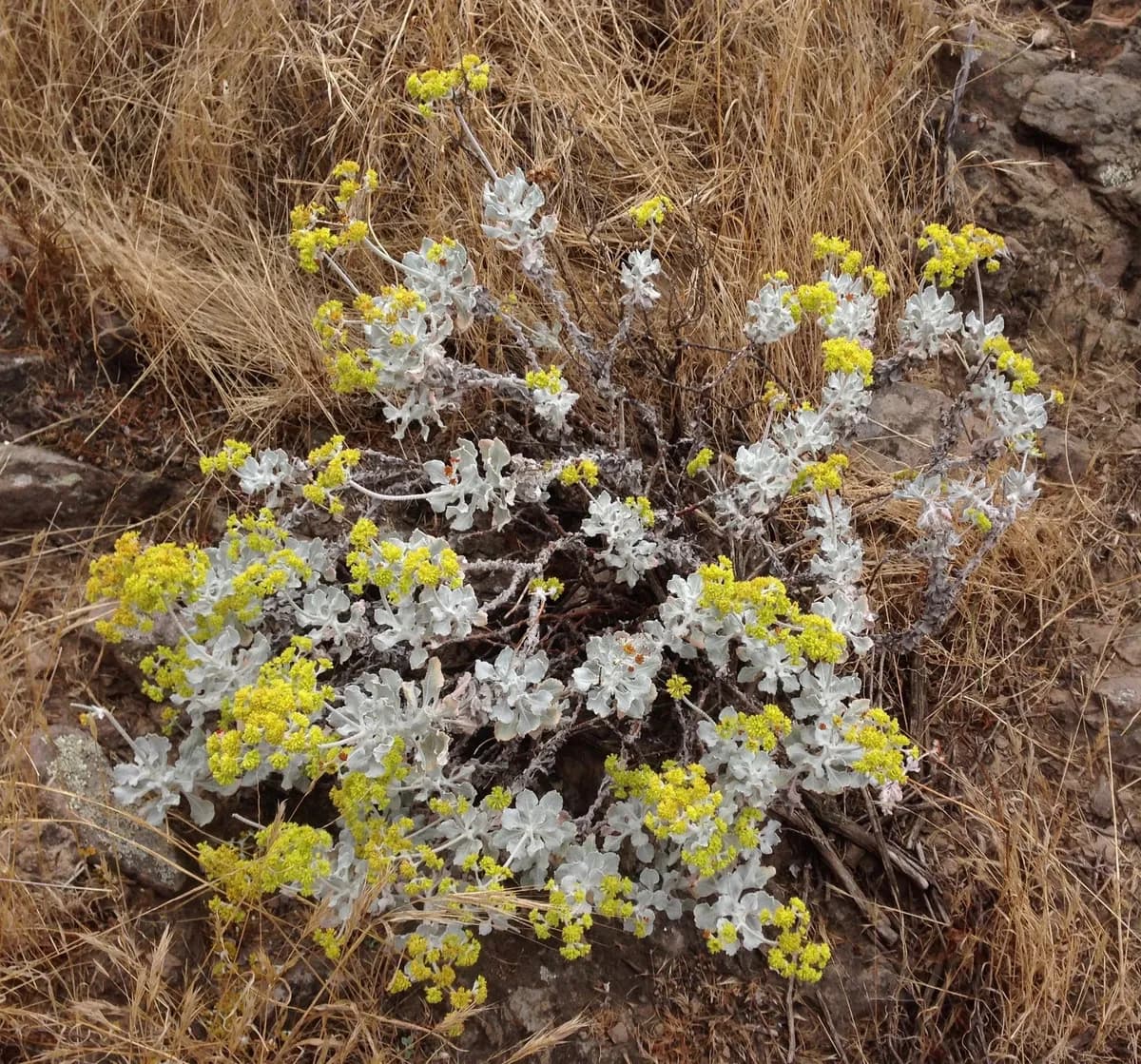 Saffron wild buckwheat (Eriogonum crocatum)