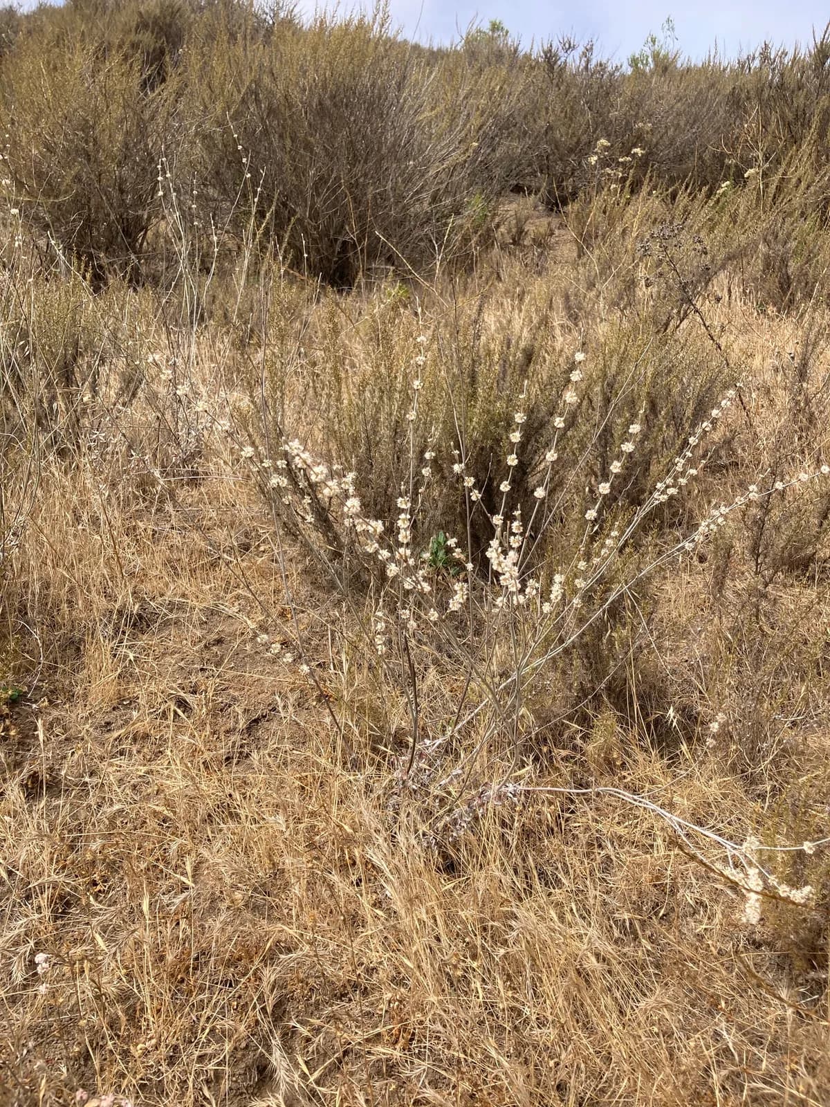 Long-stem wild buckwheat (Eriogonum elongatum)
