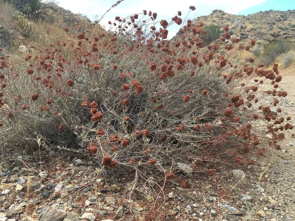 California Wild Buckwheat (Eriogonum fasciculatum)