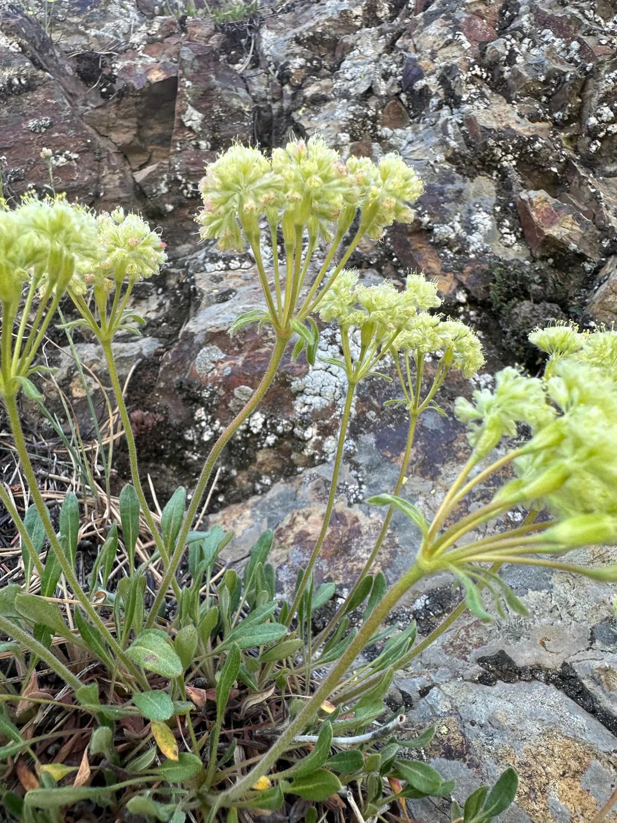 Alpine Golden Buckwheat (Eriogonum flavum)