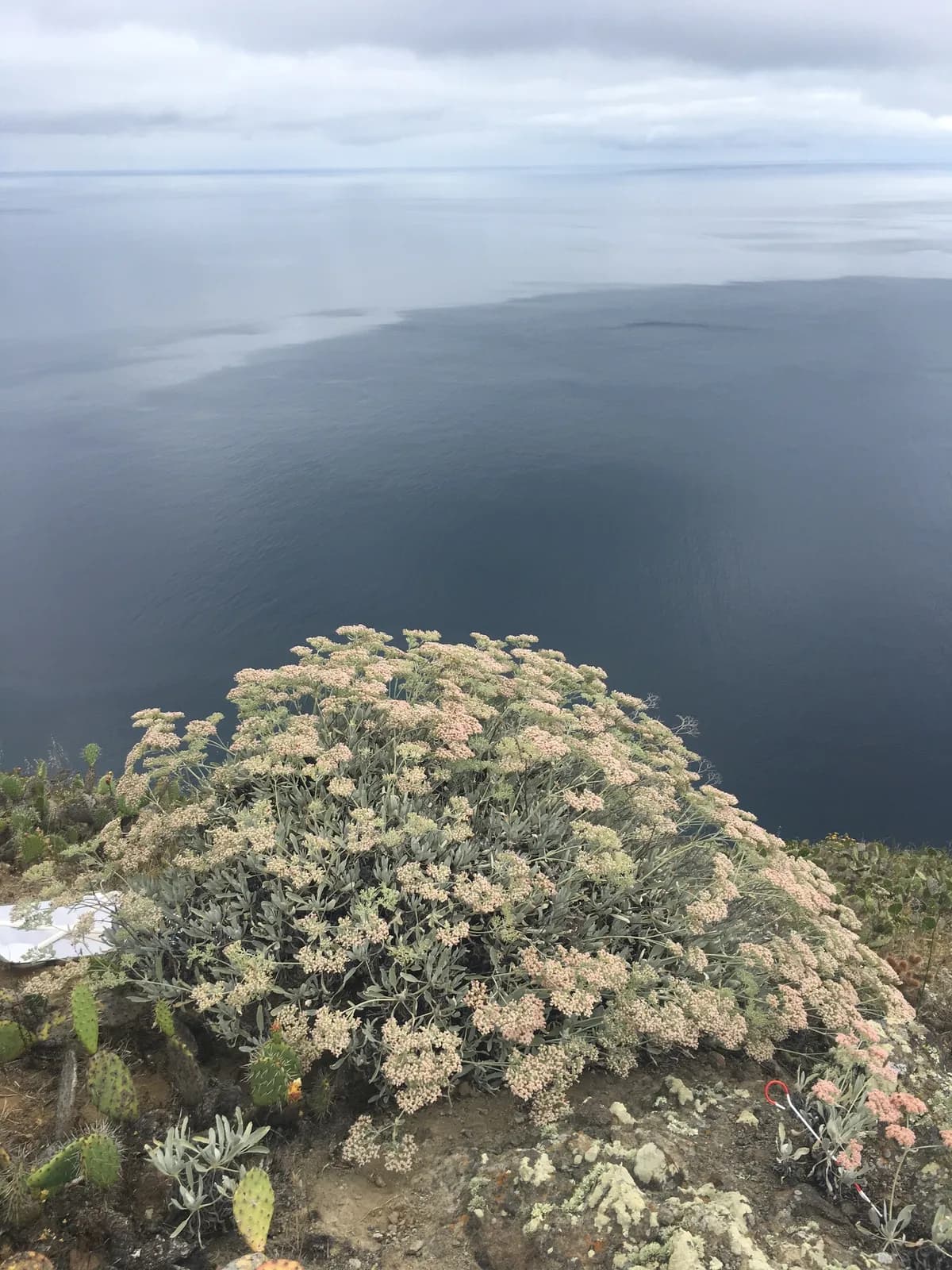 St. Catherine's Lace (Eriogonum giganteum)