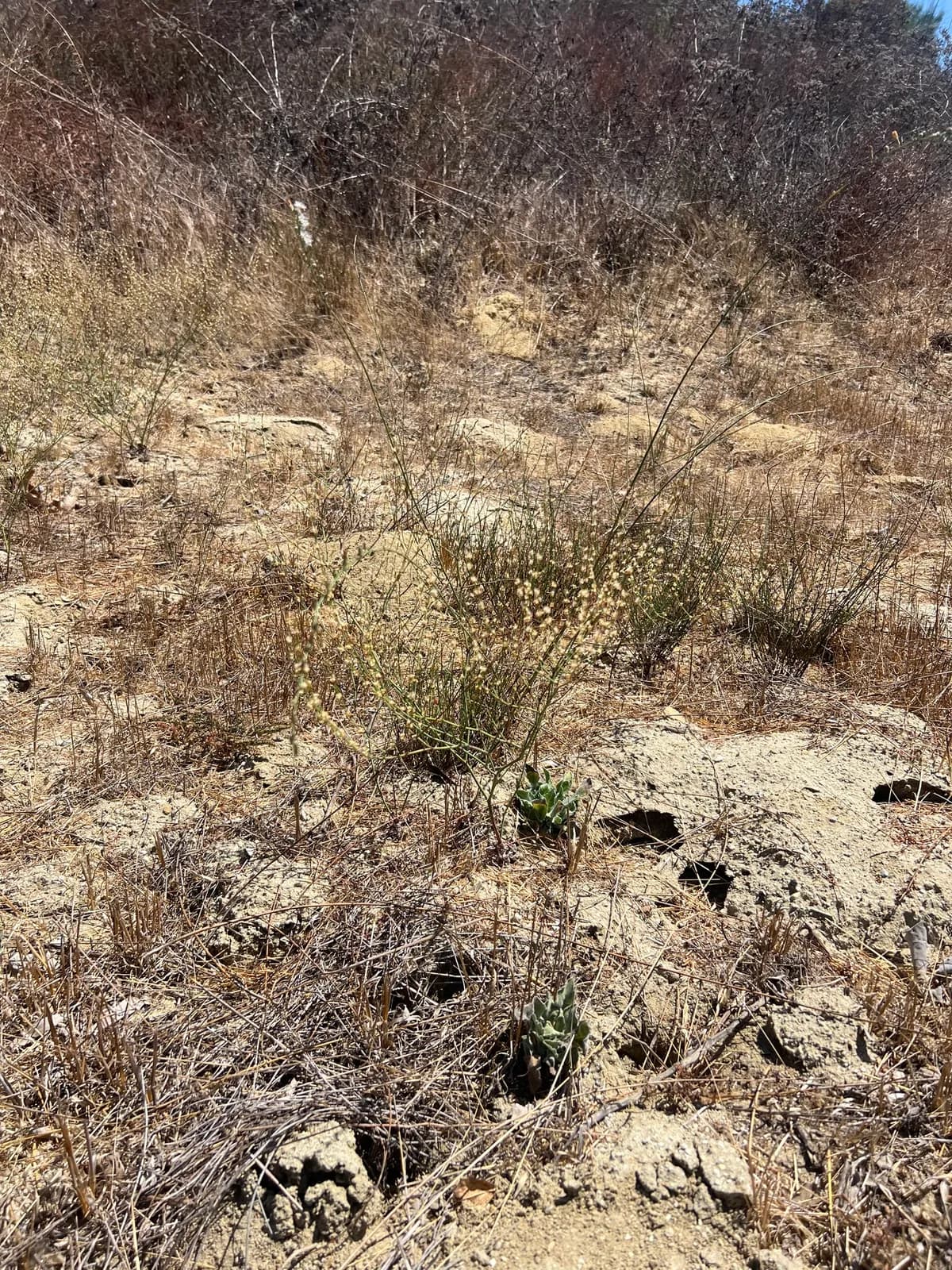 Slender woolly buckwheat (Eriogonum gracile)
