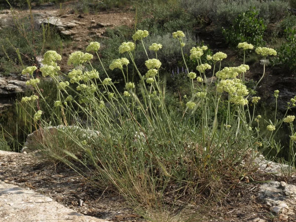 Parsnipflower buckwheat (Eriogonum heracleoides)