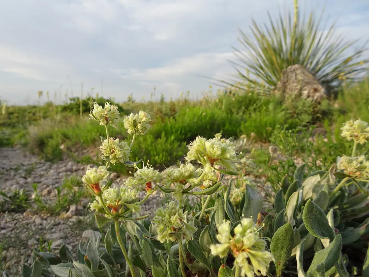 Antelope-sage (Eriogonum jamesii)