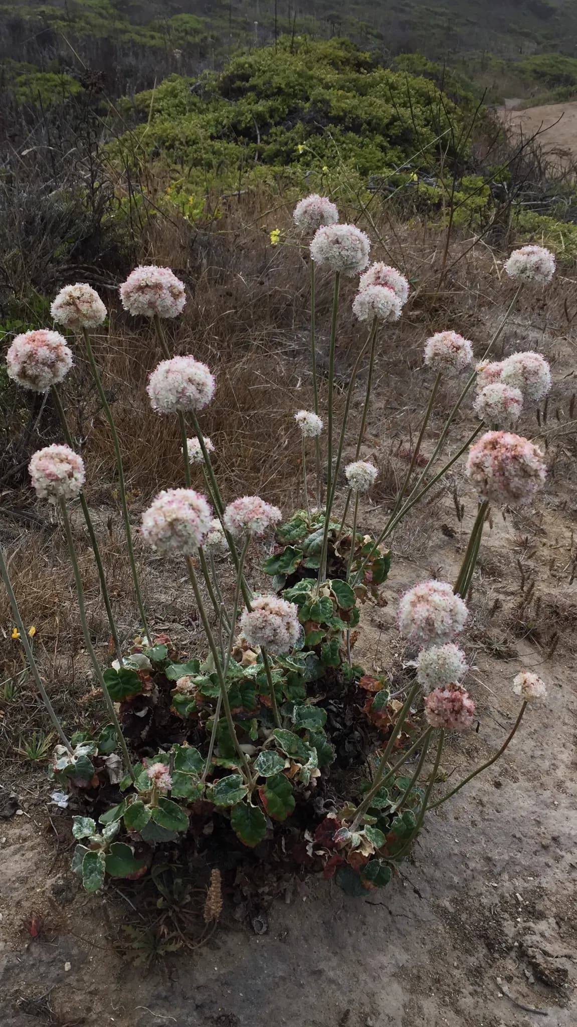 Seaside wild buckwheat (Eriogonum latifolium)