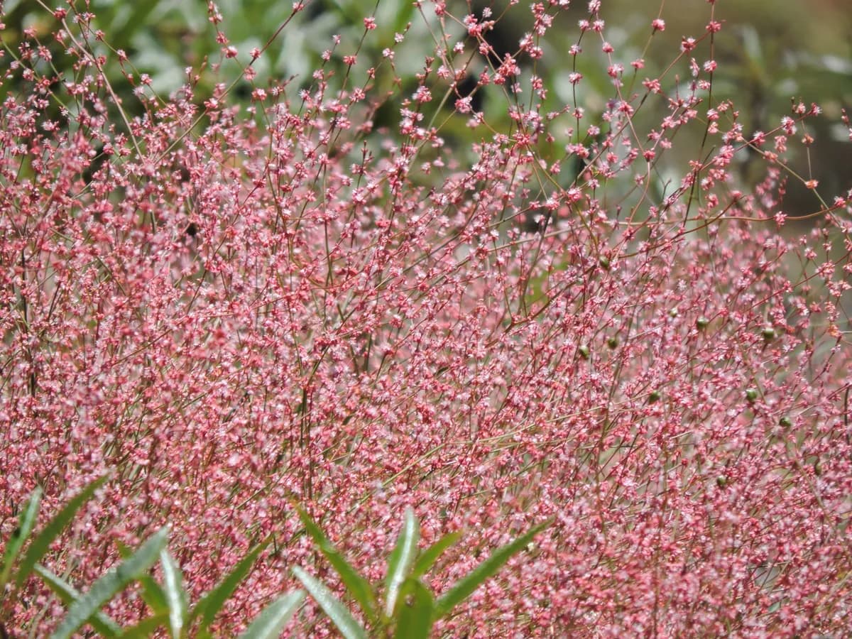 Goldencarpet buckwheat (Eriogonum luteolum)