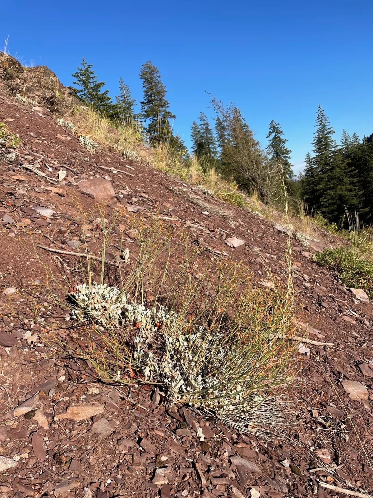 Snow Buckwheat (Eriogonum niveum)