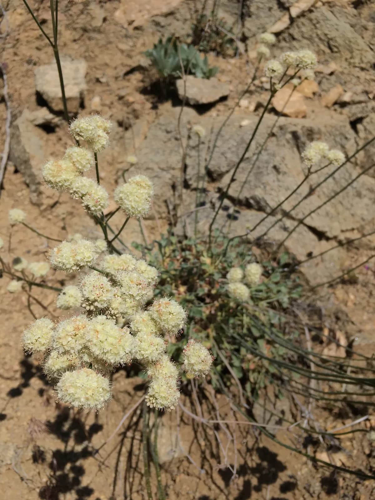 Naked Buckwheat (Eriogonum nudum)