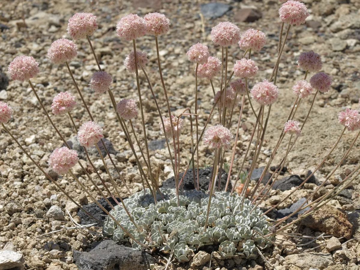 Cushion Buckwheat (Eriogonum ovalifolium)