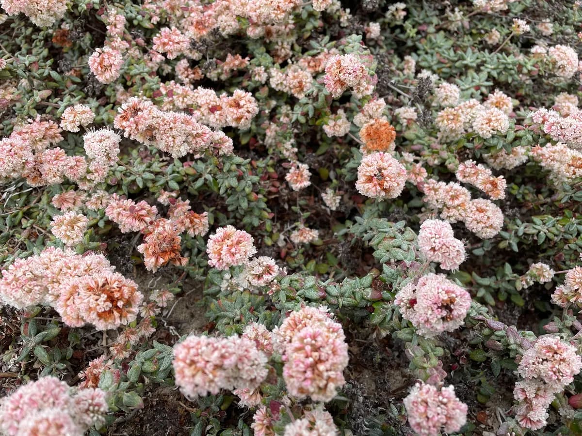 Seacliff buckwheat (Eriogonum parvifolium)