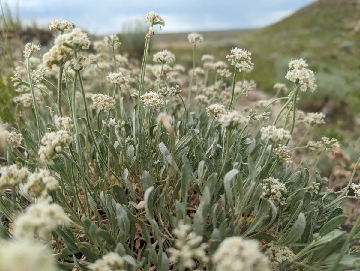 Branched Eriogonum (Eriogonum pauciflorum)