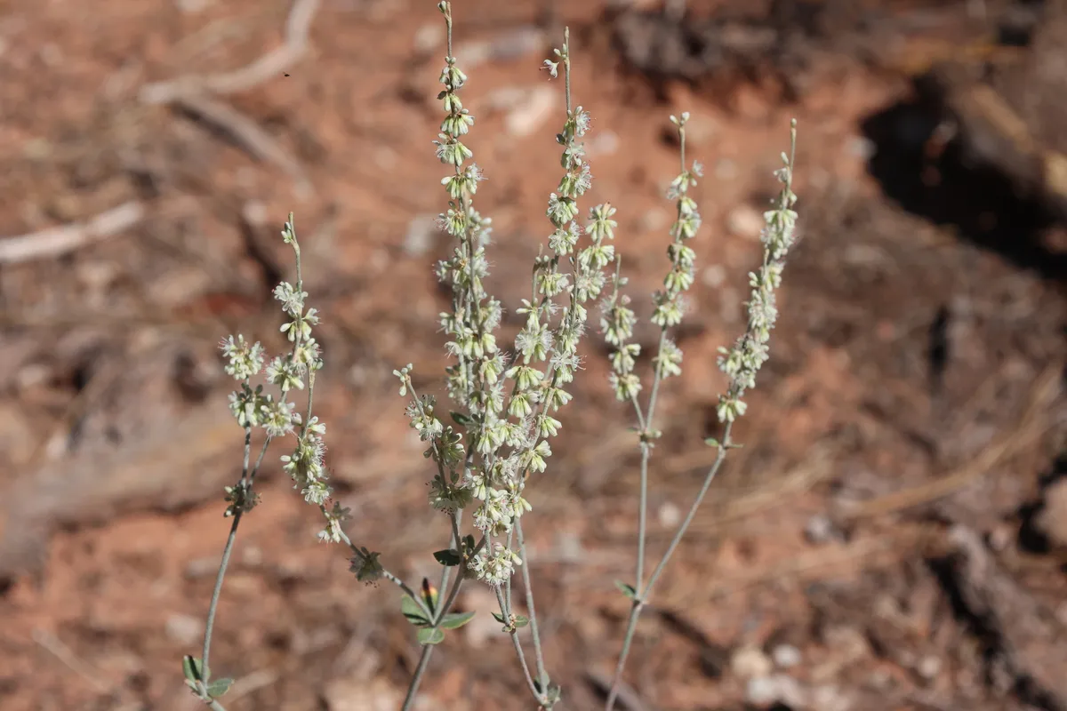 Redroot Wild Buckwheat (Eriogonum racemosum)