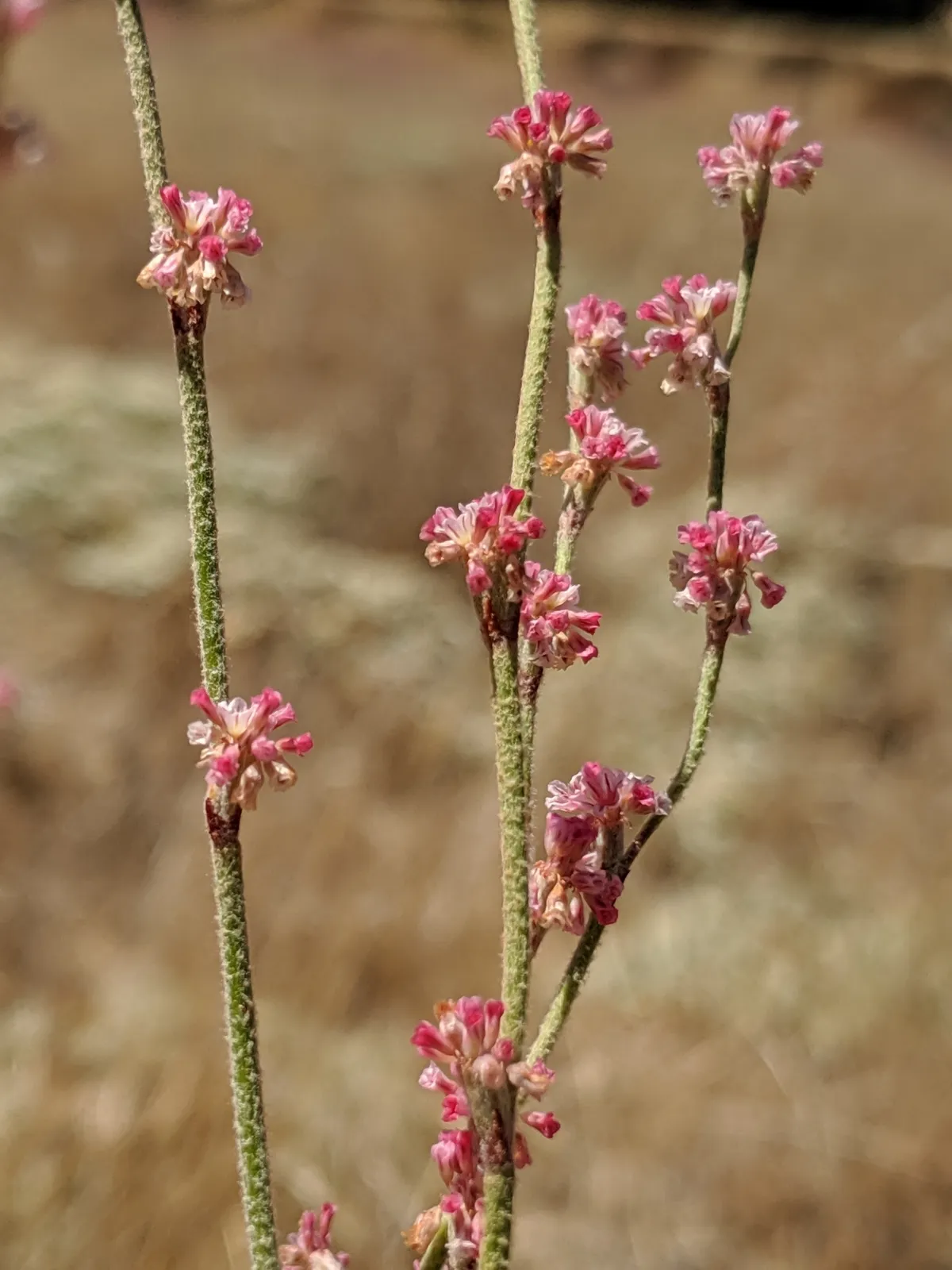 Wand wild buckwheat (Eriogonum roseum)