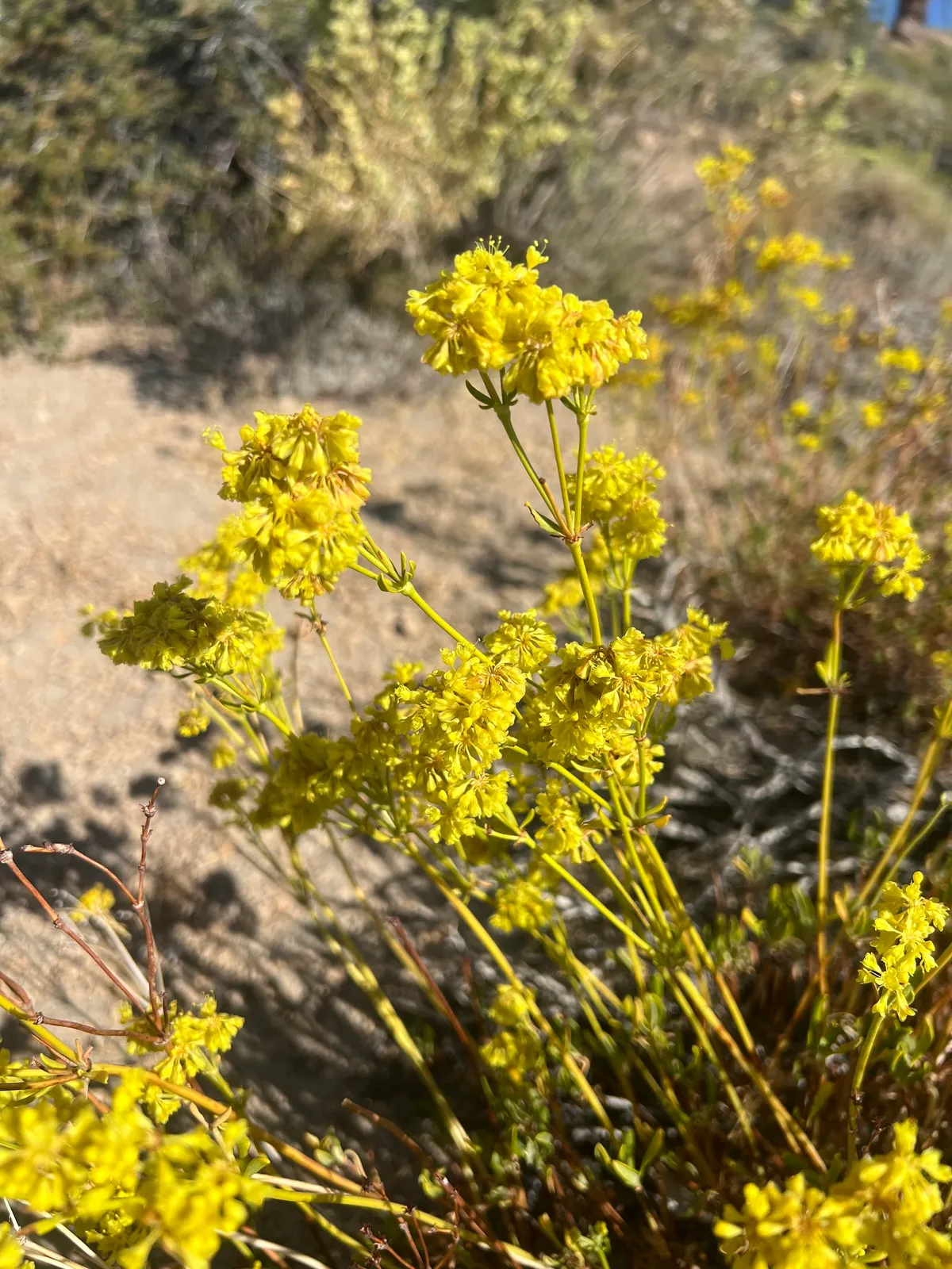 Sulfur-buckwheat (Eriogonum umbellatum)