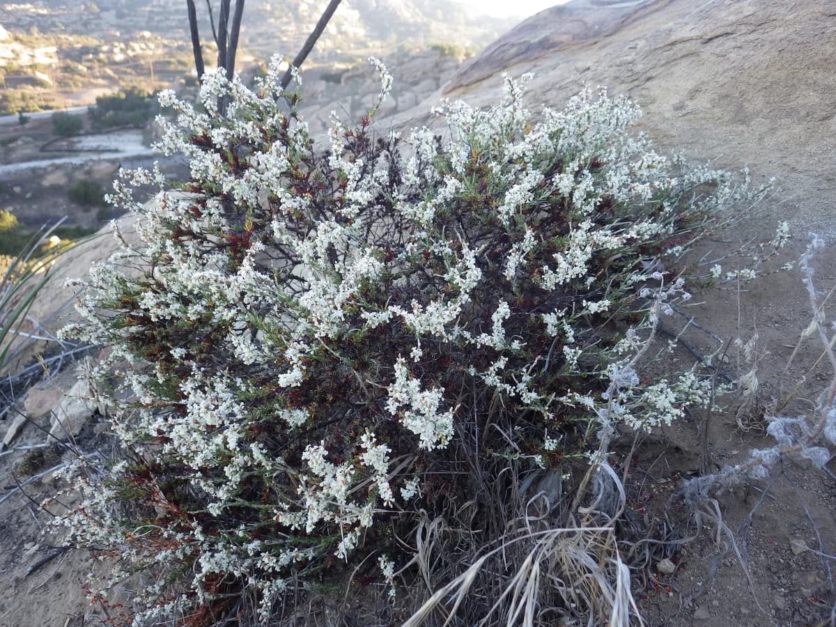 Wright's Buckwheat (Eriogonum wrightii)