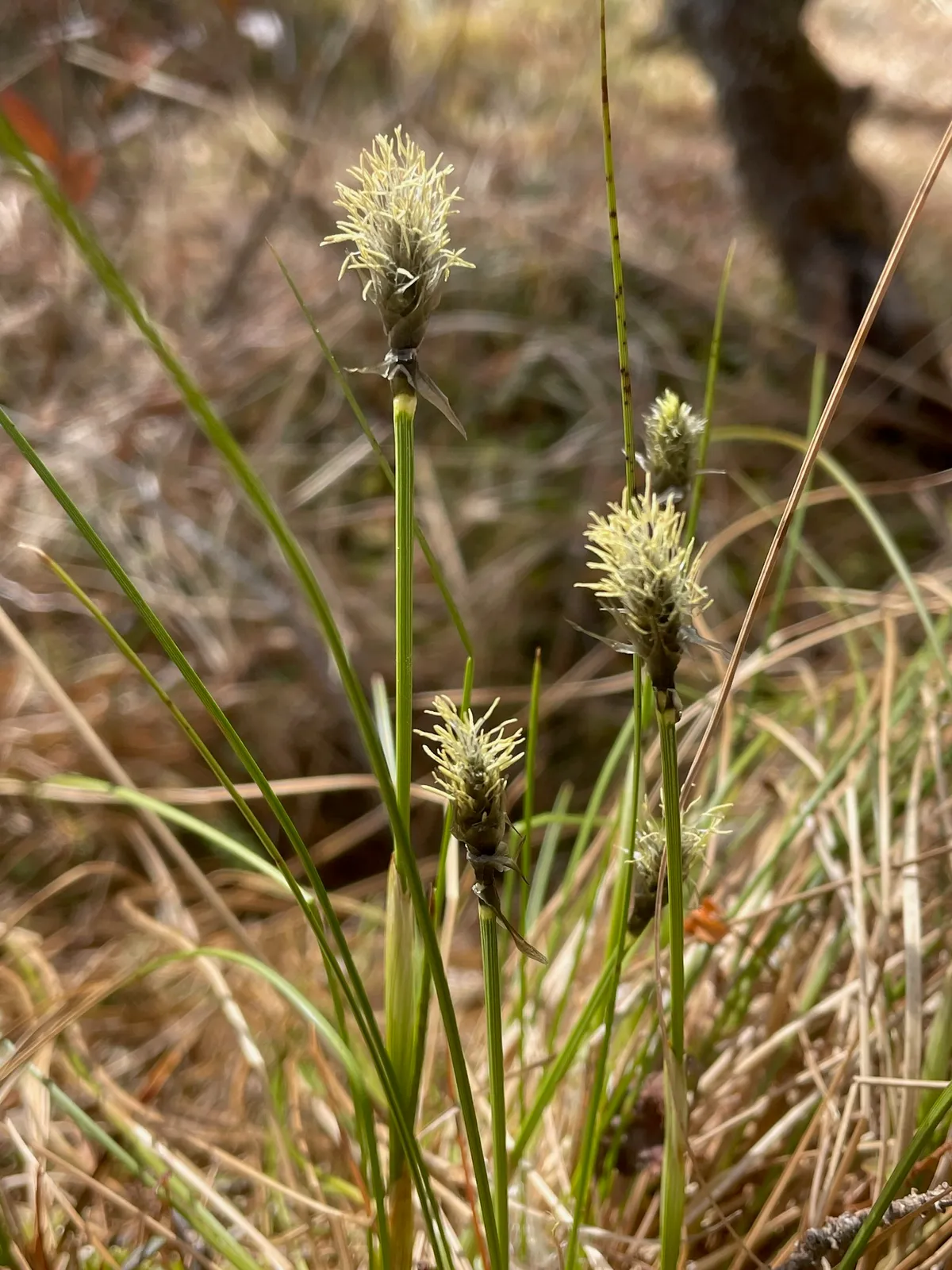 Tussock Cotton-grass (Eriophorum vaginatum)