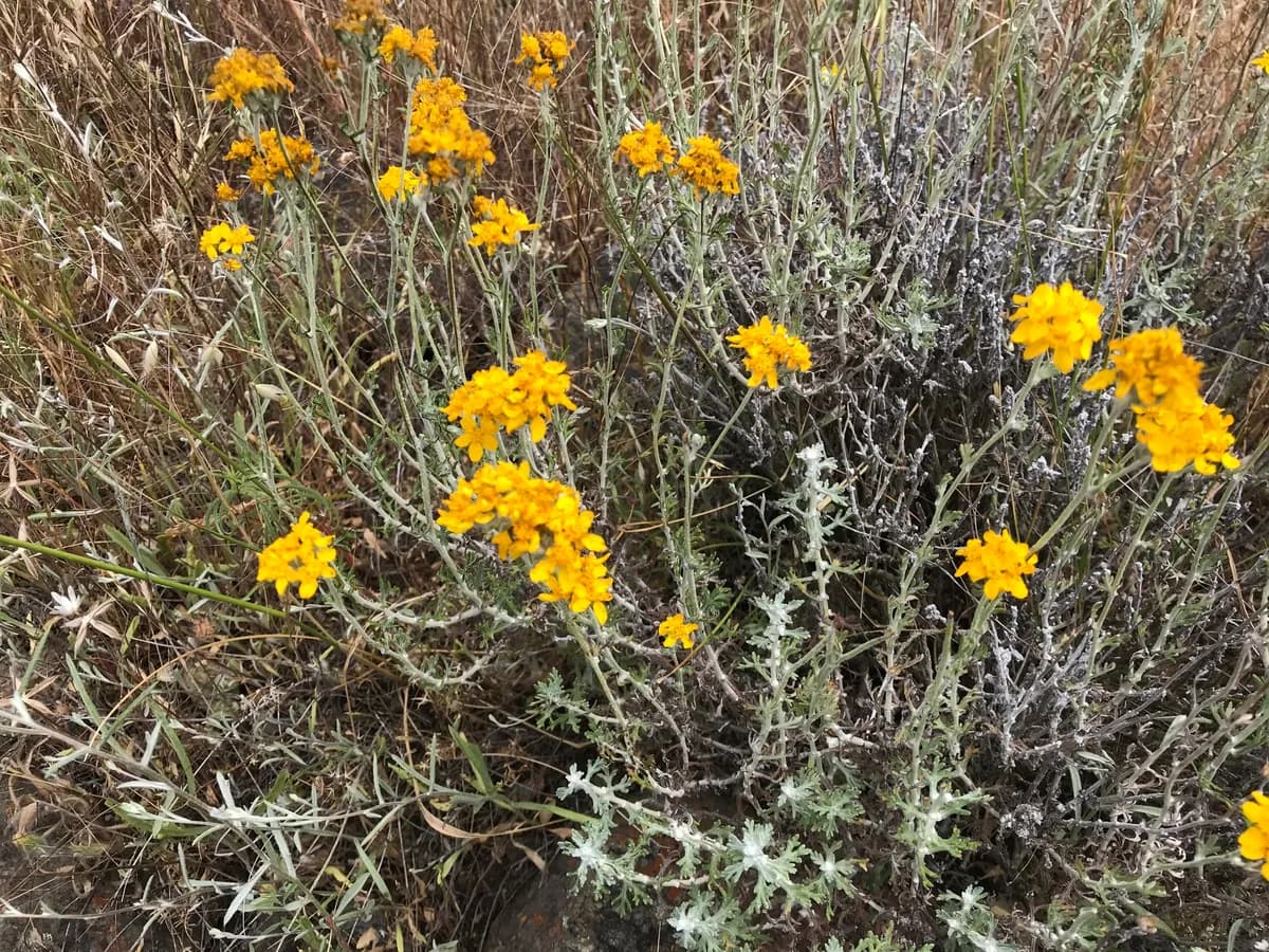 Golden-yarrow (Eriophyllum confertiflorum)