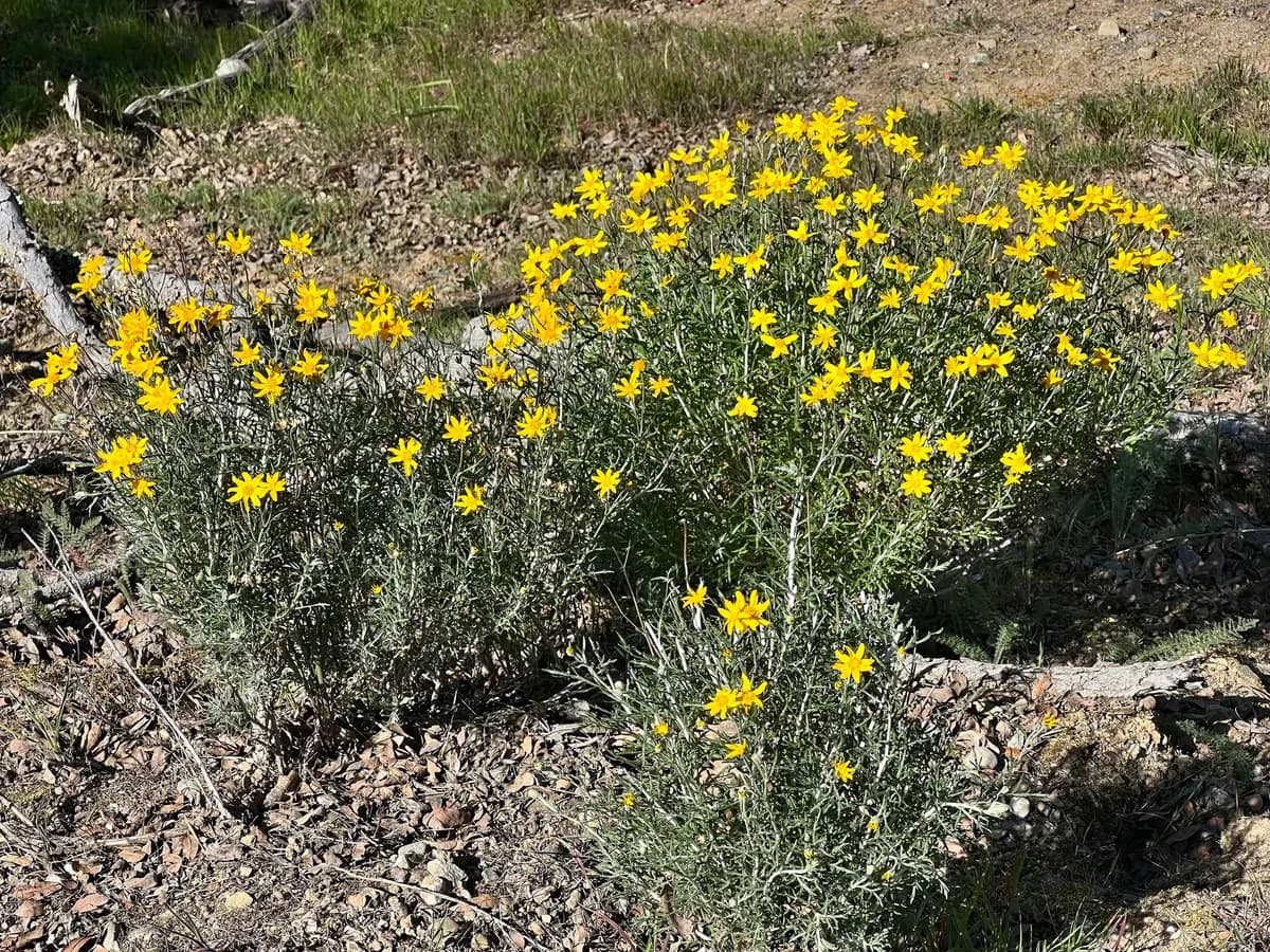 Jepson's woolly sunflower (Eriophyllum jepsonii)