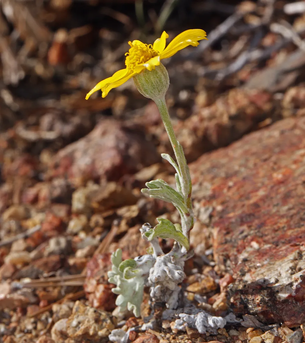 Common Woolly Sunflower (Eriophyllum lanatum)