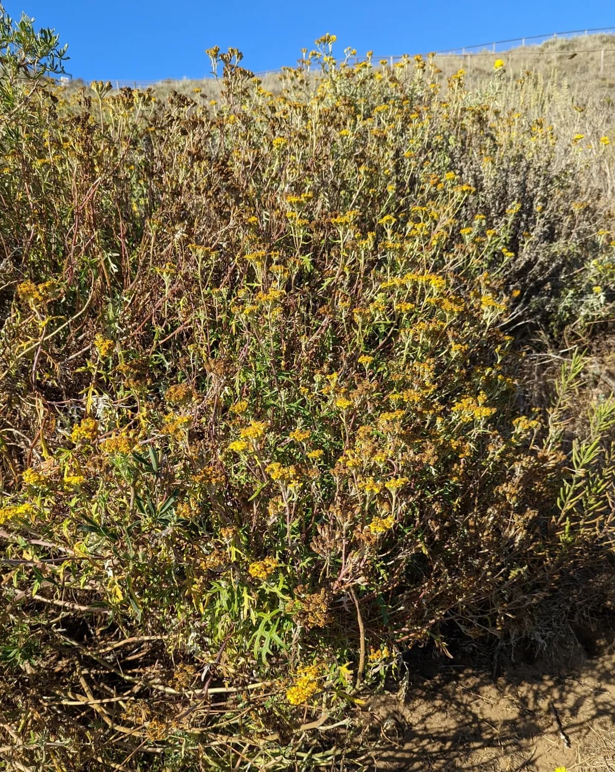 Seaside woolly sunflower (Eriophyllum staechadifolium)