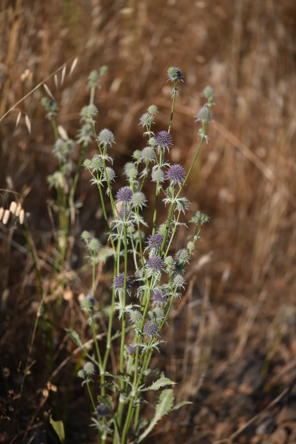 Jointed coyote thistle (Eryngium articulatum)