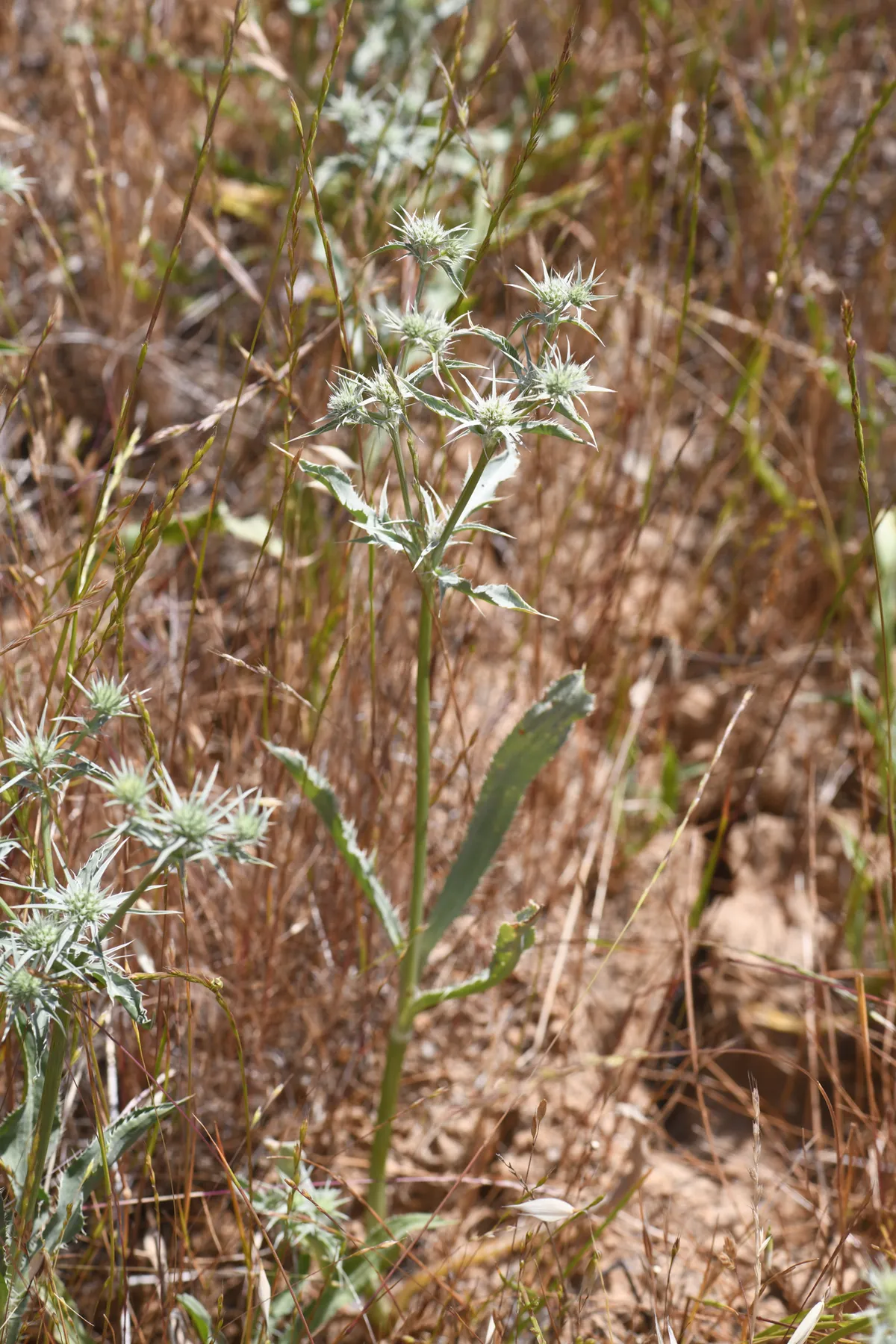 Jepson's coyote thistle (Eryngium jepsonii)