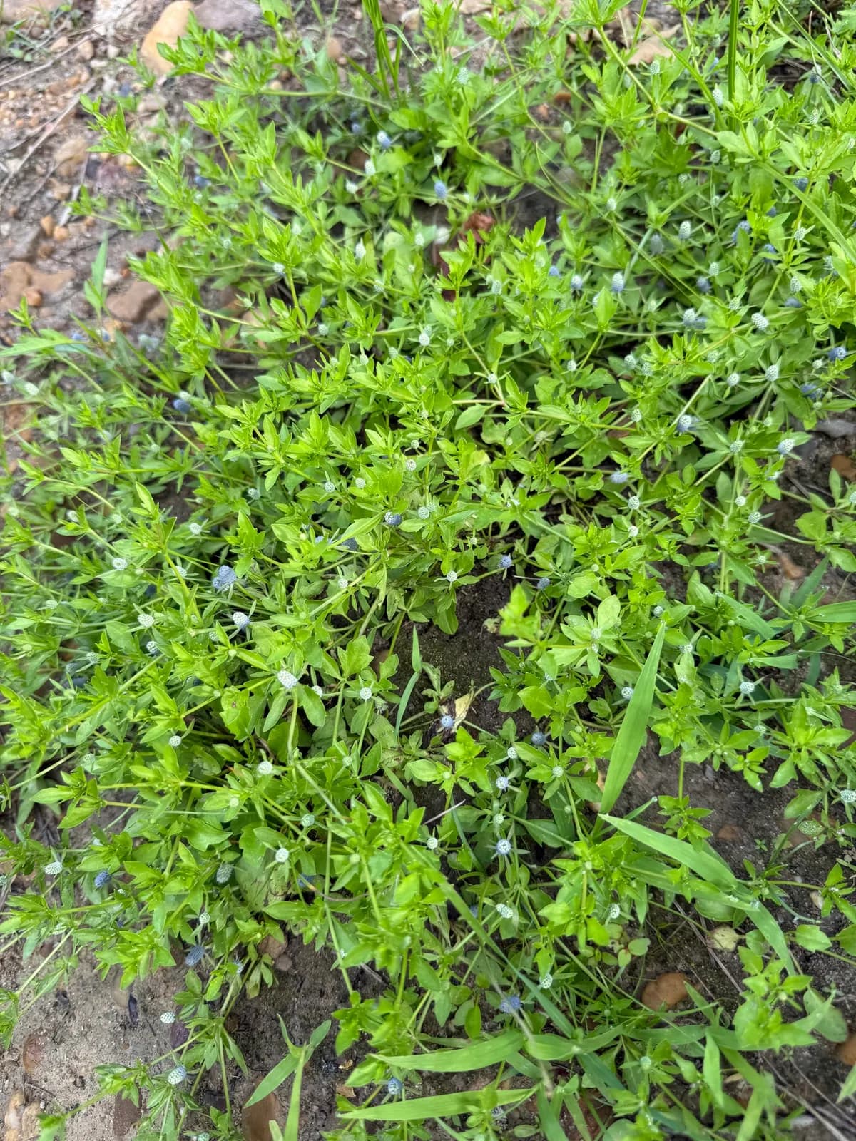 Creeping Eryngo (Eryngium prostratum)