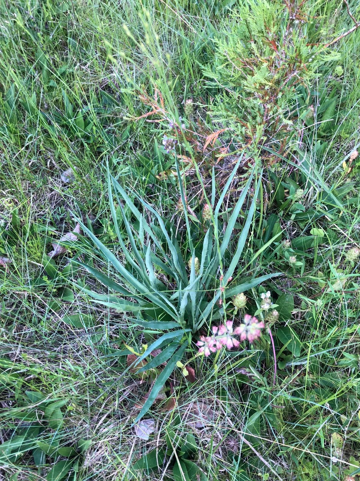 Rattlesnake-master (Eryngium yuccifolium)