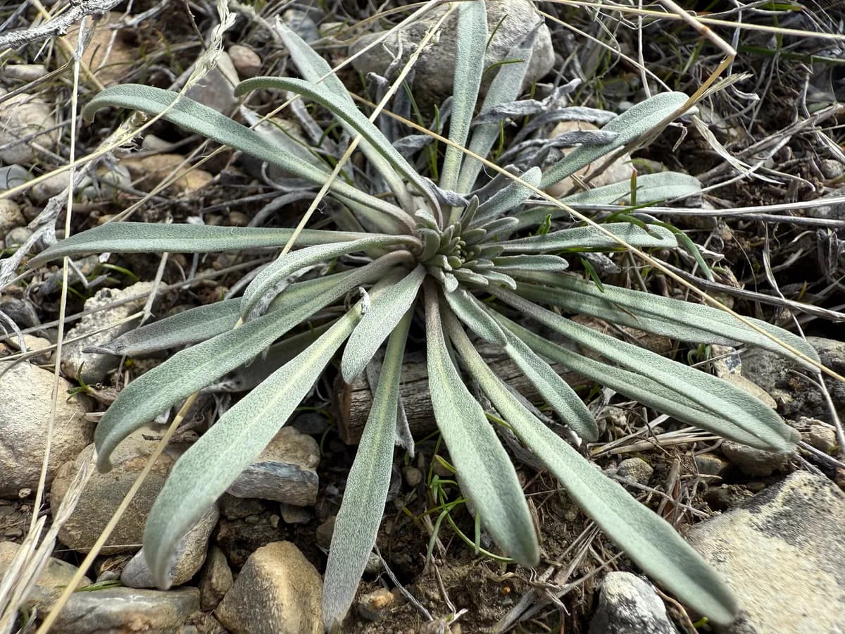 Western Wallflower (Erysimum asperum)