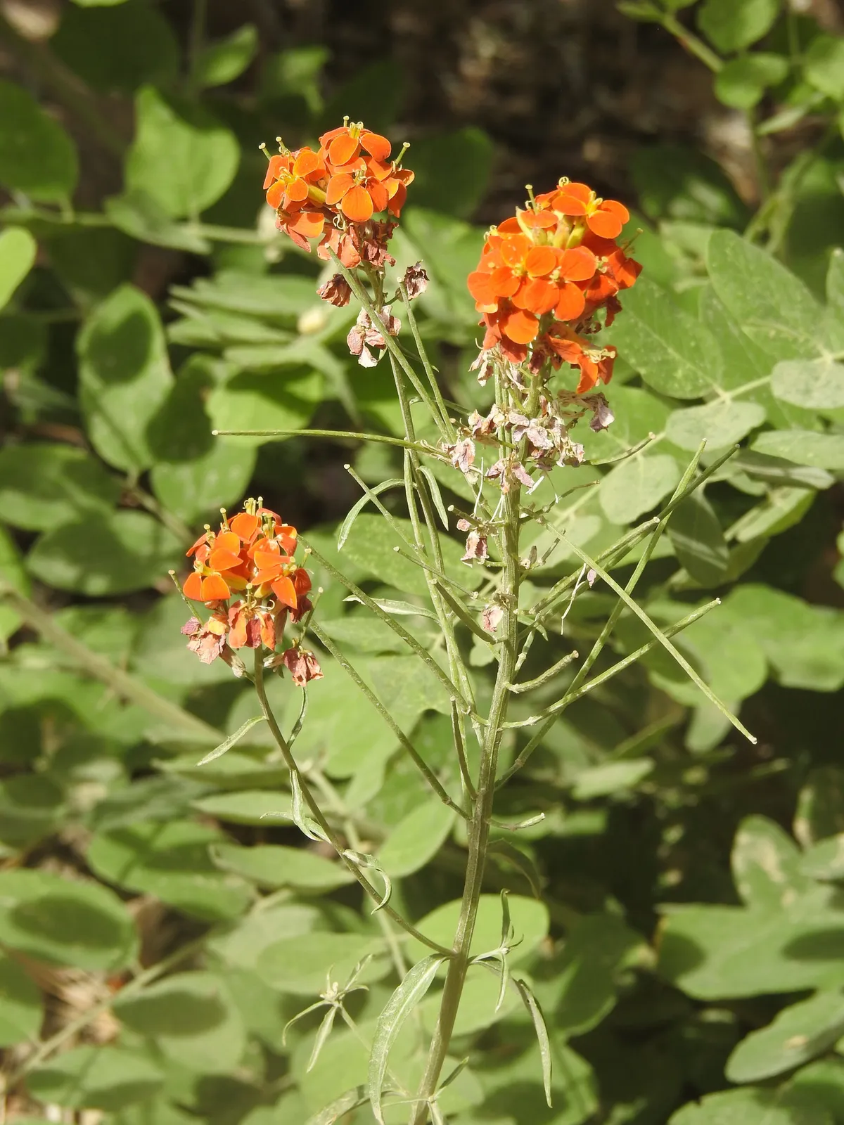 Sanddune Wallflower (Erysimum capitatum)