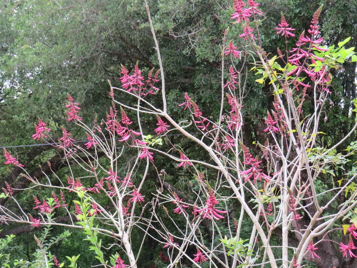 Coralbean (Erythrina herbacea)