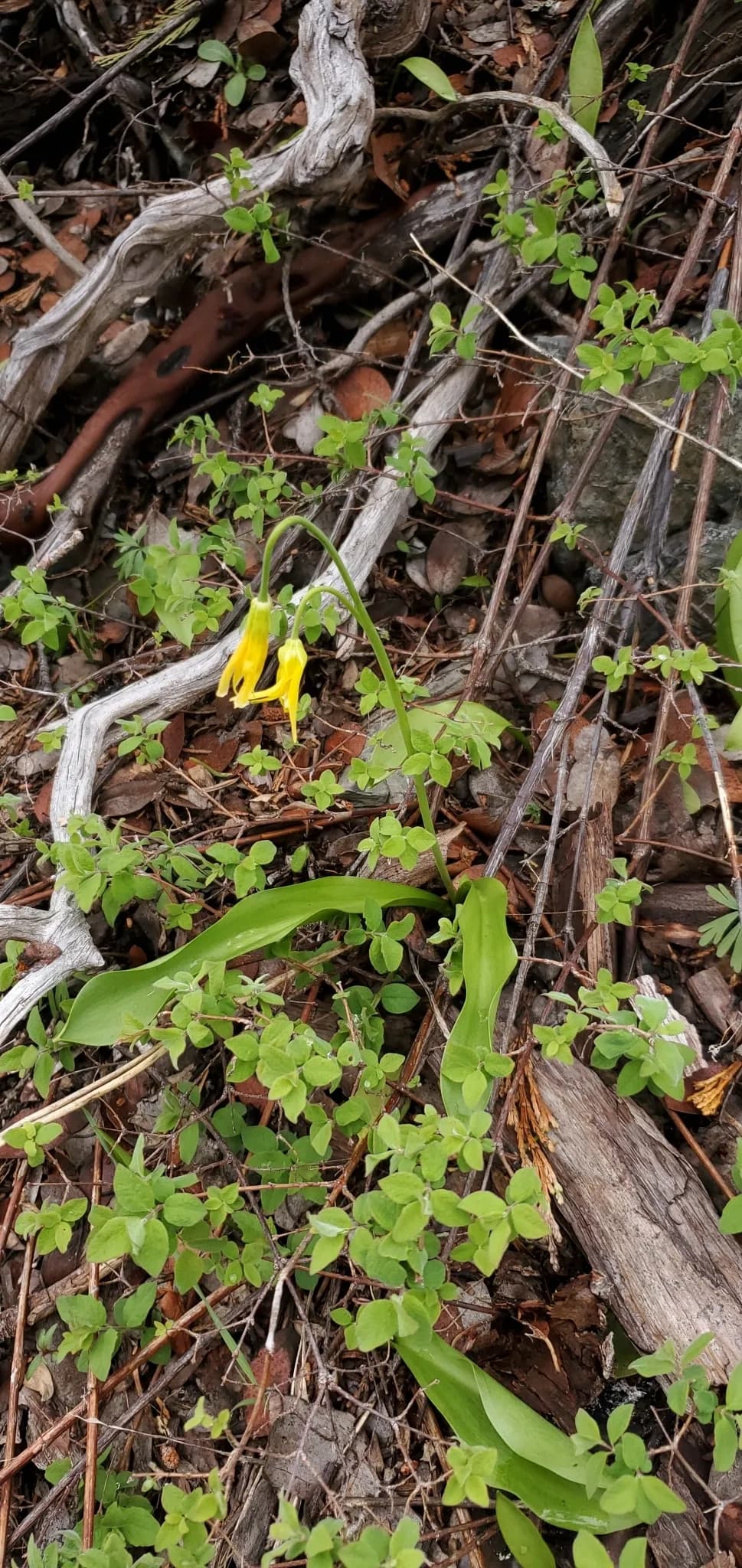 Avalanche-lily (Erythronium grandiflorum)