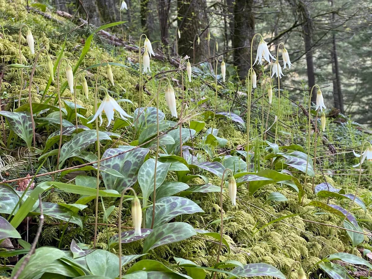 Giant adder's-tongue (Erythronium oregonum)