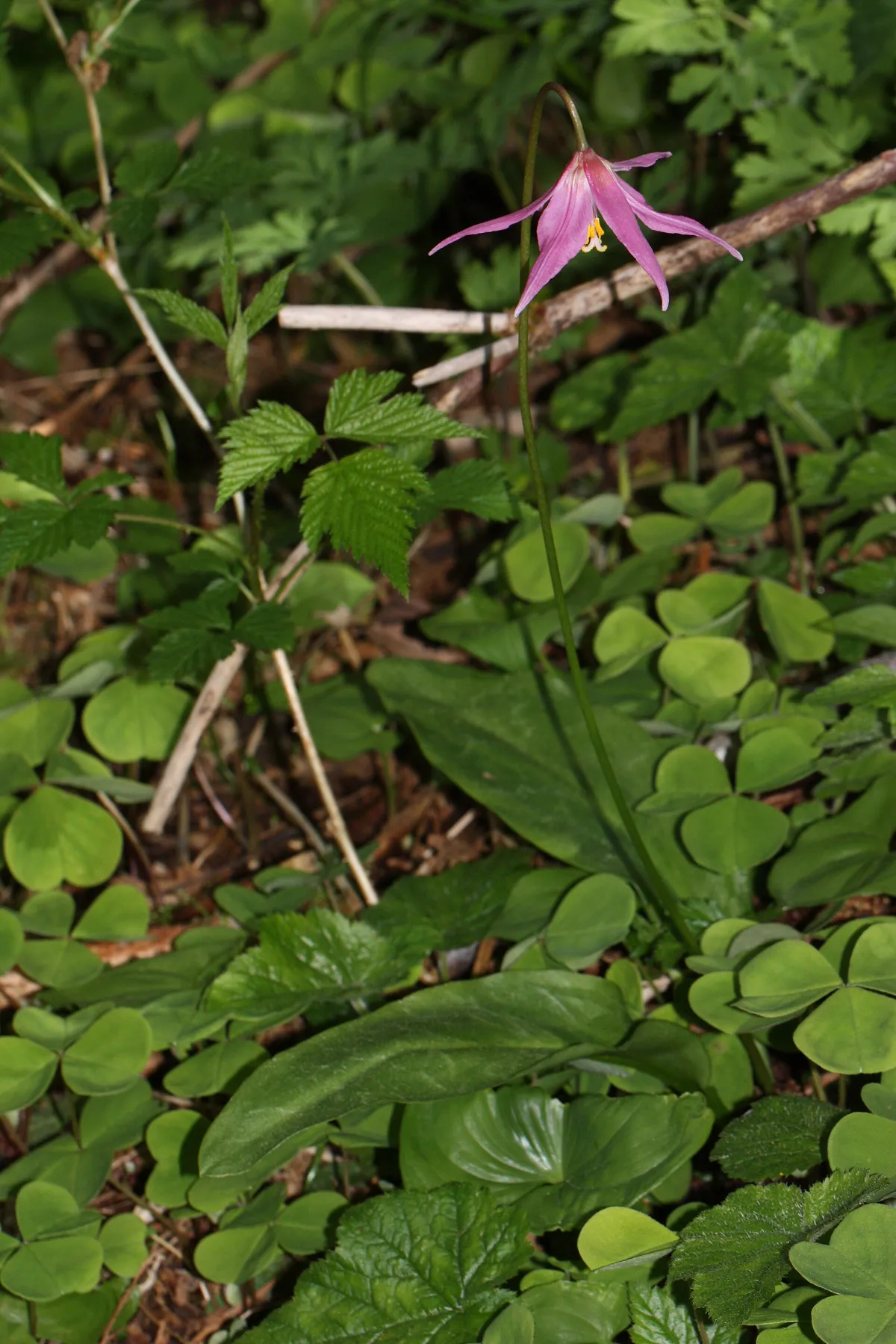 Pink fawn-lily (Erythronium revolutum)