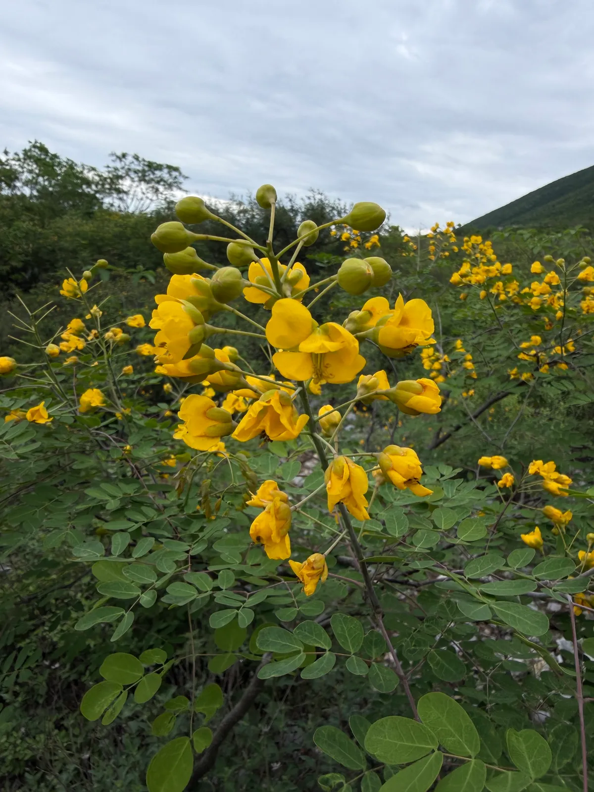 Mexican Bird of Paradise (Erythrostemon mexicanus)